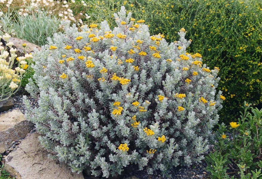 Helichrysum splendidum en fleurs sur les pentes rocailleuses d'Afrique du Sud